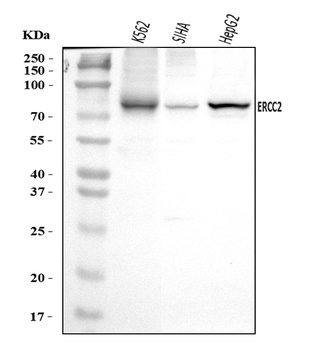 Anti-XPD/ERCC2 Antibody