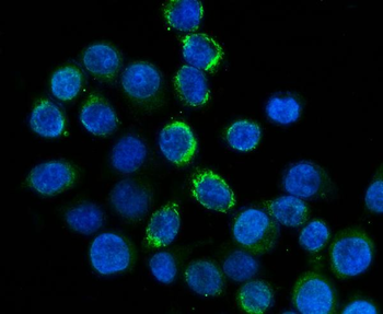 Anti-FXI/F11 Antibody