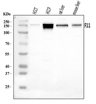 Anti-FXI/F11 Antibody