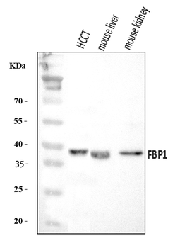Anti-FBP1 Antibody