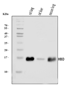 Anti-HBD Antibody