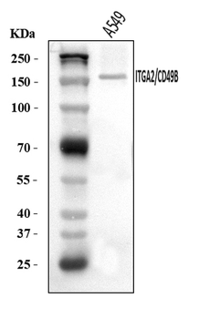 Anti-Integrin alpha 2/ITGA2 Antibody