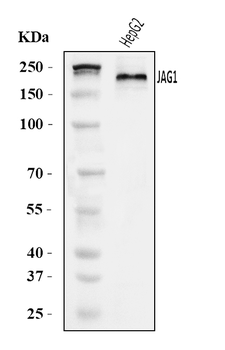 Anti-Jagged1/JAG1 Antibody