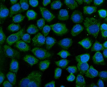 Anti-KEAP1 Antibody
