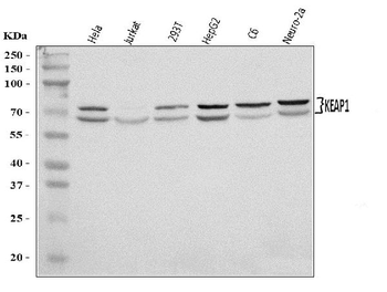 Anti-KEAP1 Antibody