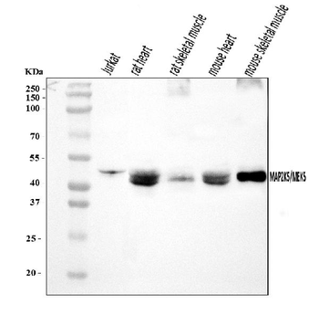 Anti-MEK5/MAP2K5 Antibody