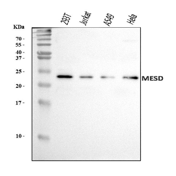 Anti-MESDC2/MESD Antibody