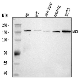 Anti-MUC4 Antibody