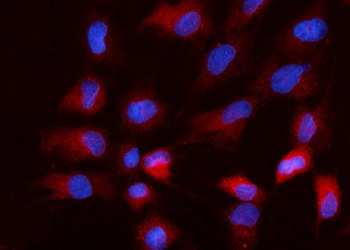 Anti-Nanog Antibody