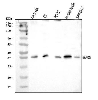 Anti-Nanog Antibody