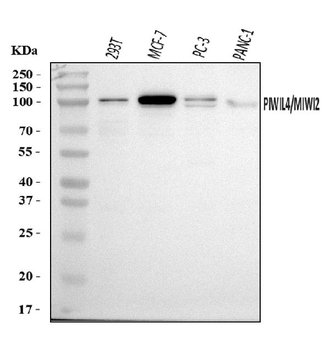 Anti-PIWIL4/PIWI Antibody