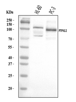 PTPN12 Antibody