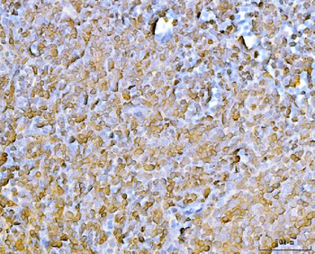 Anti-CD45/Ptprc Antibody