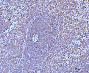 CD45/Ptprc Antibody