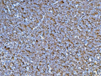 Anti-CD45/Ptprc Antibody
