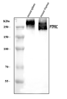 Anti-CD45/Ptprc Antibody