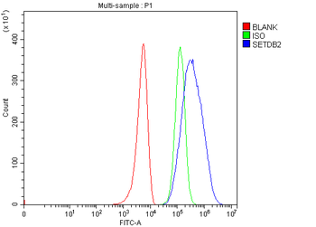 CLLD8/Setdb2 Antibody