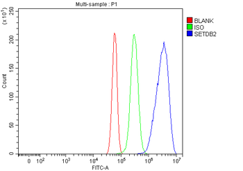 Anti-CLLD8/Setdb2 Antibody