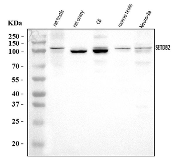 Anti-CLLD8/Setdb2 Antibody