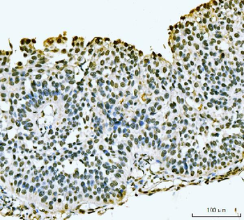 Anti-PC4/SUB1 Antibody
