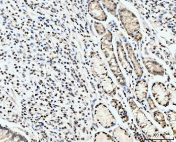 PC4/SUB1 Antibody