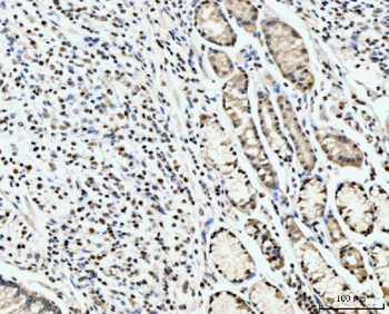 Anti-PC4/SUB1 Antibody