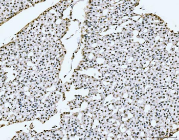 Anti-PC4/SUB1 Antibody