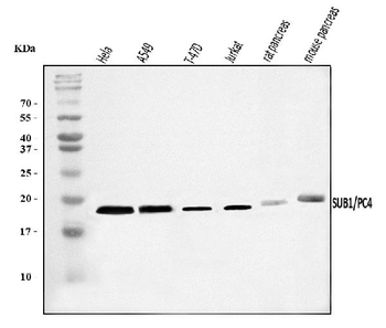 Anti-PC4/SUB1 Antibody