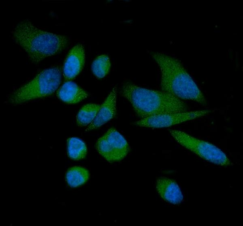 Anti-THEM4 Antibody
