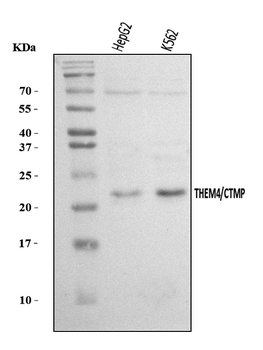 Anti-THEM4 Antibody