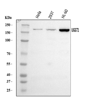 UGGT/UGT1/UGGT1 Rabbit Polyclonal Antibody