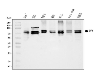 Anti-splicing factor 1 Antibody (monoclonal, 7D9E3)