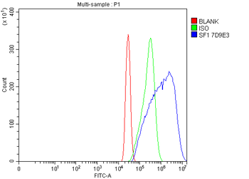 Anti-splicing factor 1 Antibody (monoclonal, 7D9E3)