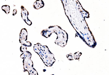 Anti-splicing factor 1 Antibody (monoclonal, 7D9E3)