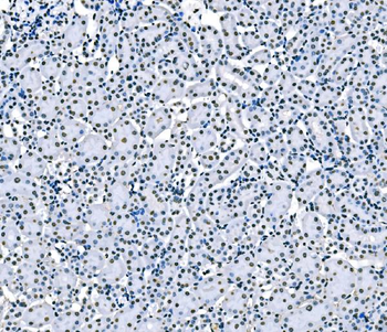 Anti-splicing factor 1 Antibody (monoclonal, 2F5D10)