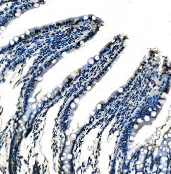 Anti-splicing factor 1 Antibody (monoclonal, 2F5D10)