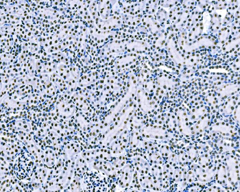 Anti-splicing factor 1 Antibody (monoclonal, 2F5D10)