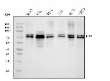 Anti-splicing factor 1 Antibody (monoclonal, 2F5D10)