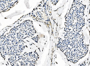 Anti-splicing factor 1 Antibody (monoclonal, 2F5D10)