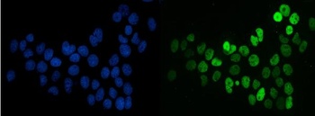 splicing factor 1 Antibody (monoclonal, 2F5D10)