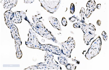 Anti-splicing factor 1 Antibody (monoclonal, 2F5D10)