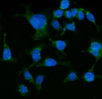 Anti-Grp75 Antibody (monoclonal, 4I9)