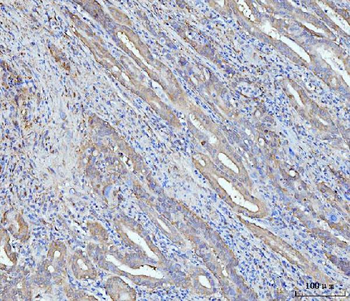 Anti-Grp75 Antibody (monoclonal, 4I9)