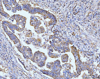 Anti-Grp75 Antibody (monoclonal, 4I9)