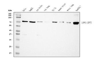 Anti-Grp75 Antibody (monoclonal, 4I9)