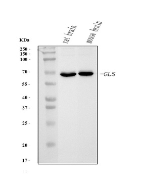 Glutaminase/GLS Antibody (monoclonal, 9G6)