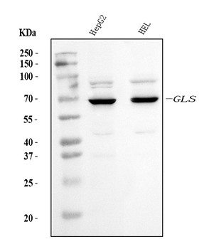 Anti-Glutaminase/GLS Antibody (monoclonal, 3G13)