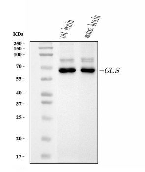 Anti-Glutaminase/GLS Antibody (monoclonal, 3G13)