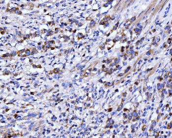 Anti-DHODH Antibody (monoclonal, 2G7)