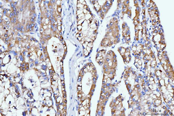 Anti-DHODH Antibody (monoclonal, 2G7)